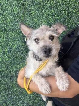 DOJA -  Terrier and Mixed Breed Dog for Adoption in El Paso, Texas - DOJA | PetCurious
