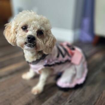 Lucy C808 -  Poodle Dog for Adoption in Allen, Texas - Lucy C808 | PetCurious