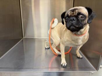Pug Dogs Available for Adoption in Tustin, California - ZOEY | PetCurious