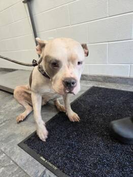 Mia -  Mixed Breed Dog for Adoption in Oxford, North Carolina - Mia | PetCurious