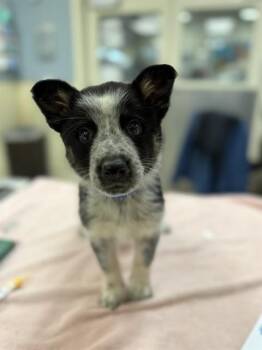 Australian Shepherd Dogs Available for Adoption in Riverside, California - SORILLO | PetCurious