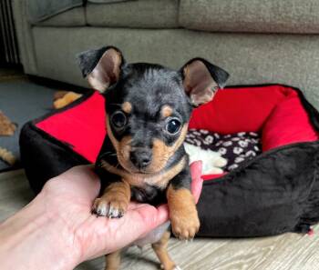 Zurich -  Chihuahua and Miniature Pinscher Dog for Adoption in Shermans Dale, Pennsylvania - Zurich | PetCurious