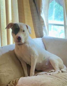 Betty White -  Pit Bull Terrier Dog for Adoption in Holly Springs, North Carolina - Betty White | PetCurious
