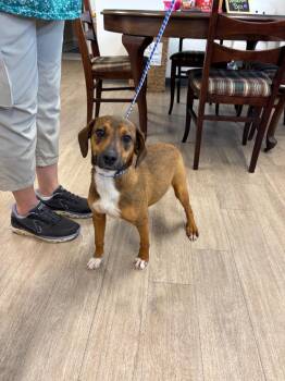 Rottweiler and Labrador Retriever Dogs Available for Adoption - Goat | PetCurious