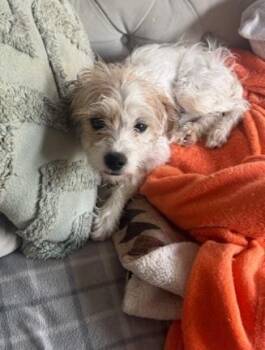 Jack Russell Terrier Dogs Available for Adoption in Sedalia, Colorado - Mila | PetCurious