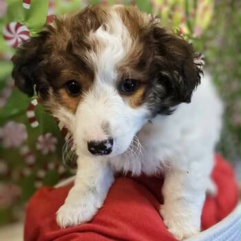 Rescue Shetland Sheepdog Sheltie and Chihuahua Dogs for Adoption in Griswold, Connecticut - Finick | PetCurious