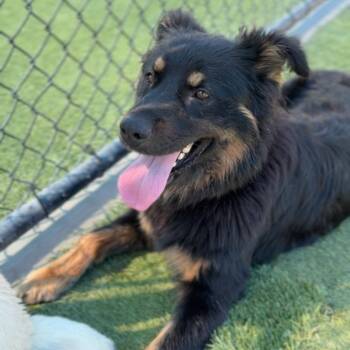 Drew A2261352 -  German Shepherd Dog Dog for Adoption in Los Angeles, California - Drew A2261352 | PetCurious
