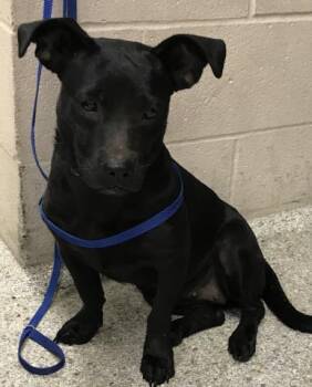 Rescue Labrador Retriever and Mixed Breed Dogs for Adoption in Conroe, Texas - ROSALIE | PetCurious