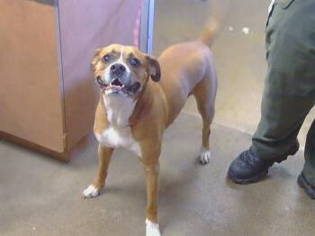 Boxer Dogs Available for Adoption in Sacramento, California - CODY | PetCurious