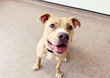 CHARLIE -  Pit Bull Terrier Dog for Adoption in Brentwood, Missouri - CHARLIE | PetCurious