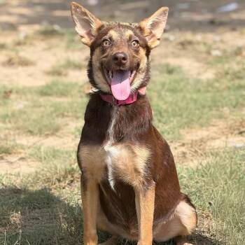 Rescue Husky and Chihuahua Dogs for Adoption in Calera, Alabama - Cassia | PetCurious