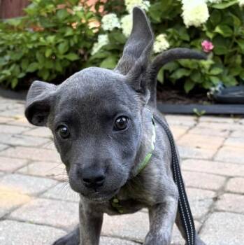 Maggie -  Labrador Retriever Dog for Adoption in Carmel Hamlet, New York - Maggie | PetCurious