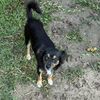 Chanel *Arriving 7/25* D11797 -  Chihuahua and Papillon Dog for Adoption - Chanel *Arriving 7/25* D11797 | PetCurious