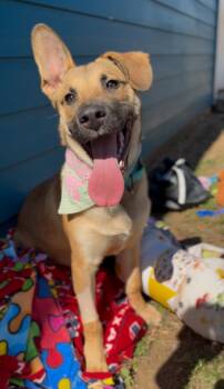 German Shepherd Dog and Black Mouth Cur Dogs Available for Adoption - Wilson | PetCurious