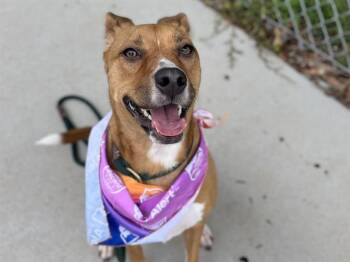 MARLEE -  German Shepherd Dog and Mixed Breed Dog for Adoption in Charlotte, North Carolina - MARLEE | PetCurious