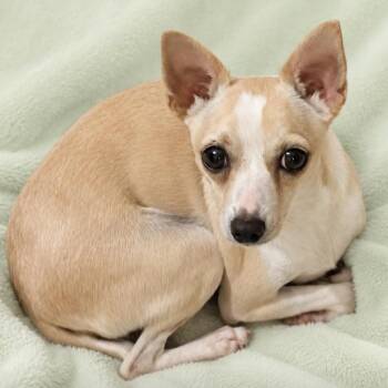 Patty -  Chihuahua Dog for Adoption in Kim, Colorado - Patty | PetCurious