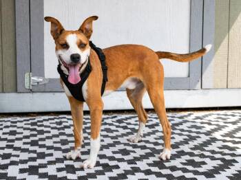 Remmy -  Mixed Breed Dog for Adoption in Savage, Minnesota - Remmy | PetCurious