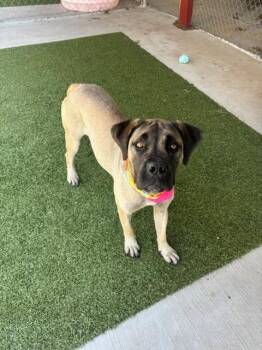 Peyton -  Boxer and Mastiff Dog for Adoption in Fayetteville, Arkansas - Peyton | PetCurious