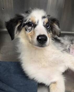 Brynn -  Australian Shepherd Dog for Adoption in Malvern, Pennsylvania - Brynn | PetCurious