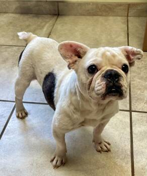 Dolly -  French Bulldog Dog for Adoption in Lacon, Illinois - Dolly | PetCurious