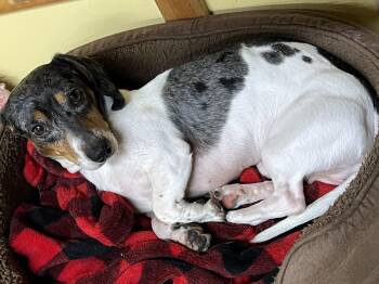 Ripple -  Dachshund Dog for Adoption in Bowdoin, Maine - Ripple | PetCurious