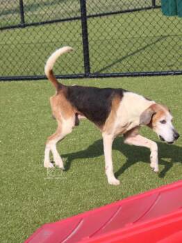 NIT -  Hound and Mixed Breed Dog for Adoption in Kenansville, North Carolina - NIT | PetCurious
