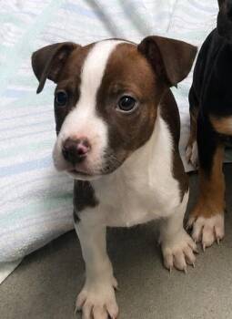 June -  Mixed Breed Dog for Adoption in Beatrice, Nebraska - June | PetCurious