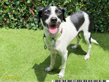 RIFF RAFF -  Mixed Breed Dog for Adoption in West Palm Beach, Florida - RIFF RAFF | PetCurious