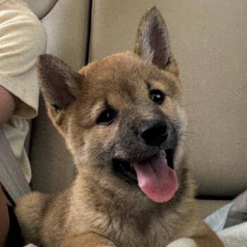 Tiki -  Shiba Inu Dog for Adoption in Ottawa Hills, Ohio - Tiki | PetCurious
