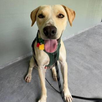 Papa John -  Mixed Breed Dog for Adoption in Volcano, Hawaii - Papa John | PetCurious