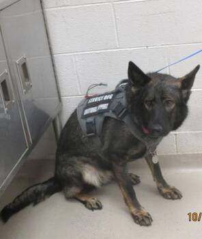 Sugar(118) -  German Shepherd Dog Dog for Adoption in Marietta, Georgia - Sugar(118) | PetCurious