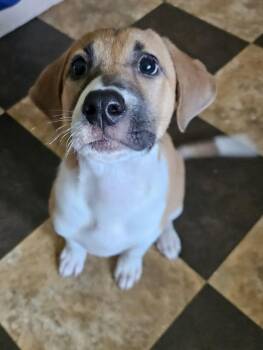 Falcon -  Hound and Labrador Retriever Dog for Adoption in Wando, South Carolina - Falcon | PetCurious