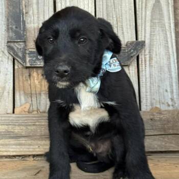 Great Pyrenees and Australian Cattle Dog Blue Heeler Dogs Available for Adoption in Otisfield, Maine - Rip | PetCurious