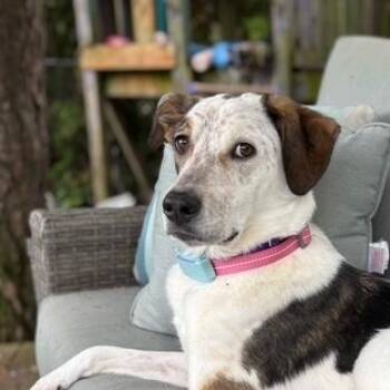 Bonita -  Labrador Retriever and Pointer Dog for Adoption in Toronto, Ontario - Bonita | PetCurious
