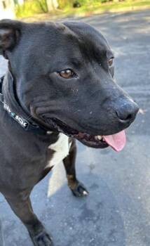 Pit Bull Terrier Dogs Available for Adoption - LEON | PetCurious