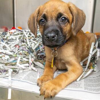 RALPH -  Labrador Retriever and Beagle Dog for Adoption in St. Louis, Missouri - RALPH | PetCurious