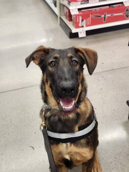Mimi 6088 -  German Shepherd Dog Dog for Adoption in Centreville, Virginia - Mimi 6088 | PetCurious