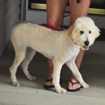 AVAILABLE !!! Jolie -  Poodle and Golden Retriever Dog for Adoption in Loves Park, Illinois - AVAILABLE !!! Jolie | PetCurious