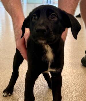 Nixie -  Labrador Retriever and German Shepherd Dog Dog for Adoption in Cape Coral, Florida - Nixie | PetCurious
