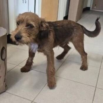 Irish Terrier Dogs Available for Adoption - Red | PetCurious