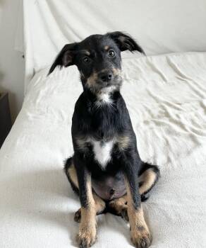 Miniature Schnauzer and Australian Cattle Dog Blue Heeler Dogs Available for Adoption in Burlington, North Carolina - Perfect Poteet | PetCurious