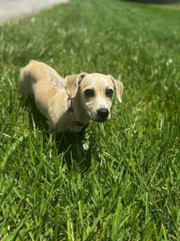 Angel -  Dachshund and Chihuahua Dog for Adoption in Liverpool, Texas - Angel | PetCurious