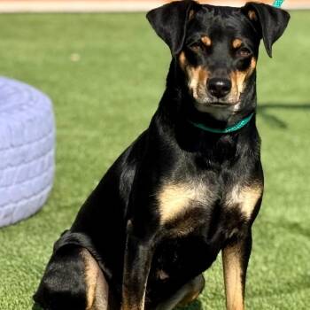 Glory -  Mixed Breed Dog for Adoption in Hondo, Texas - Glory | PetCurious