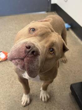 Maxx -  Pit Bull Terrier Dog for Adoption in Cleveland, Ohio - Maxx | PetCurious