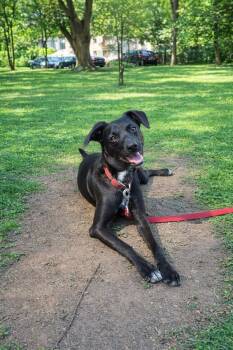 Black Labrador Retriever and Border Collie Dogs Available for Adoption - Abba | PetCurious