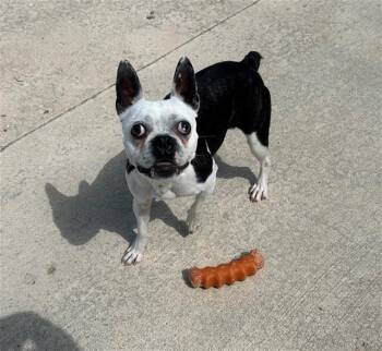 Boston Terrier and Mixed Breed Dogs Available for Adoption in Geneva, Illinois - BEETLES | PetCurious