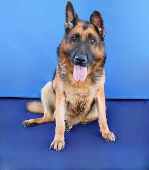 JED VERA -  German Shepherd Dog Dog for Adoption in Pasadena, California - JED VERA | PetCurious