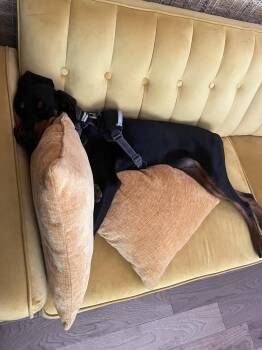Doduo -  Doberman Pinscher Dog for Adoption - Doduo | PetCurious