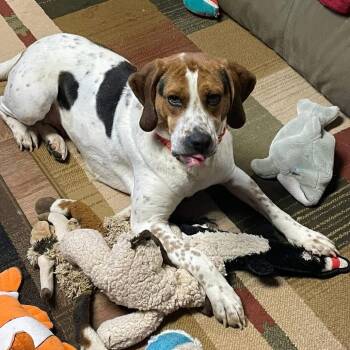 Tilly -  Treeing Walker Coonhound and German Shorthaired Pointer Dog for Adoption in Potomac, Maryland - Tilly | PetCurious