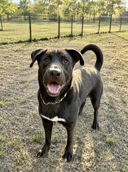 Grant -  Labrador Retriever Dog for Adoption in Lucas, Texas - Grant | PetCurious